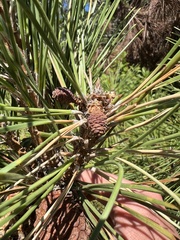 Pinus resinosa