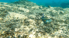 Acanthurus sohal