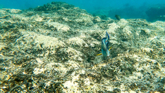 Acanthurus sohal