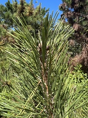 Pinus resinosa