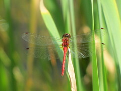 Sympetrum
