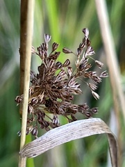 Juncus effusus