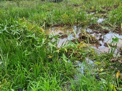 Sagittaria sagittifolia