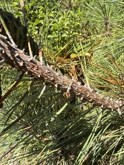Pinus resinosa