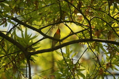 Setophaga fusca
