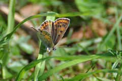 Lycaena tityrus