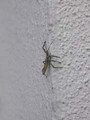 Harpactorini