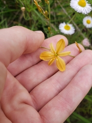Echeandia flavescens