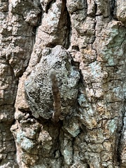 Hyla