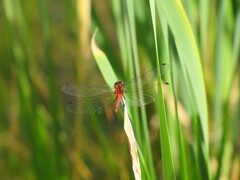 Sympetrum