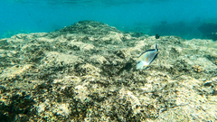 Acanthurus sohal