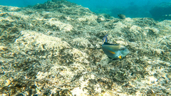 Acanthurus sohal