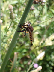 Promachus rufipes