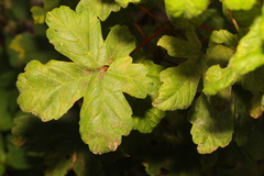 Erysiphe alphitoides