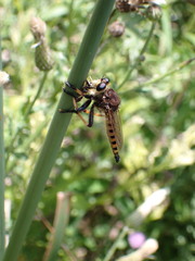 Promachus rufipes