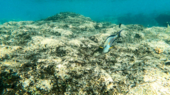 Acanthurus sohal