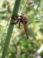 Promachus rufipes