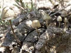 Panaeolus papilionaceus