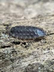 Oniscus asellus