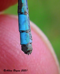 Enallagma annexum