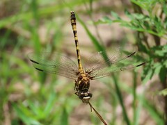 Progomphus alachuensis