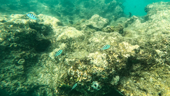Abudefduf sexfasciatus