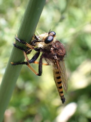 Promachus rufipes