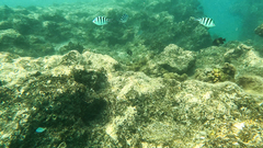 Abudefduf sexfasciatus