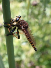 Promachus rufipes