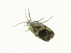 Ponometia candefacta