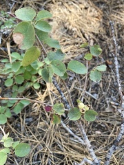 Amelanchier utahensis