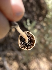 Panaeolus papilionaceus