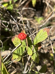 Rubus cuneifolius