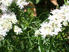Pycnanthemum