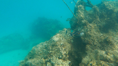 Acanthurus sohal