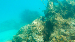 Acanthurus sohal