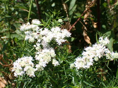 Pycnanthemum