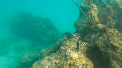 Acanthurus sohal