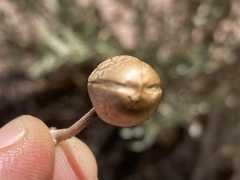 Panaeolus papilionaceus