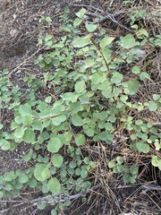 Amelanchier utahensis