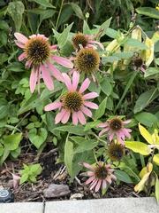 Echinacea