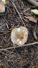 Amanita pantherina