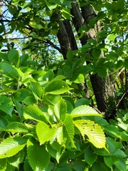 Ulmus americana