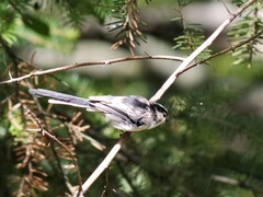 Aegithalos caudatus