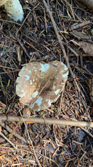 Amanita pantherina