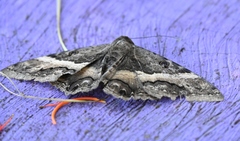 Ascalapha odorata