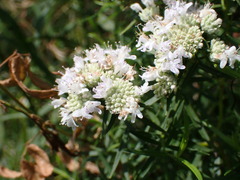 Pycnanthemum