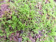 Kindbergia praelonga