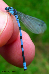 Enallagma annexum
