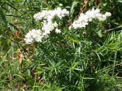 Pycnanthemum